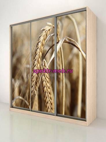 Шкаф-купе Тереза 340 Колосья