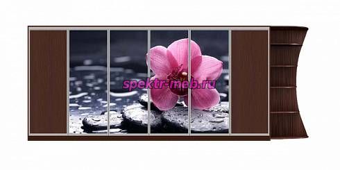 Шкаф-купе Орхидея 13